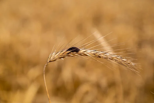 Seigle avec ergot dans le champ — Photo