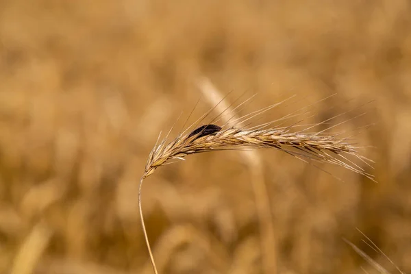 Segale con ergot nel campo — Foto Stock