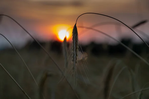 Sunset in the rye field — Stock Photo, Image