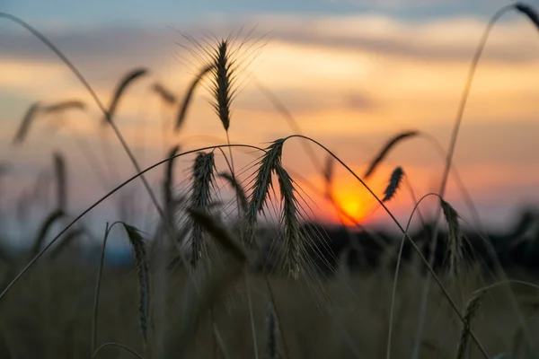 Solnedgång i rågfältet — Stockfoto