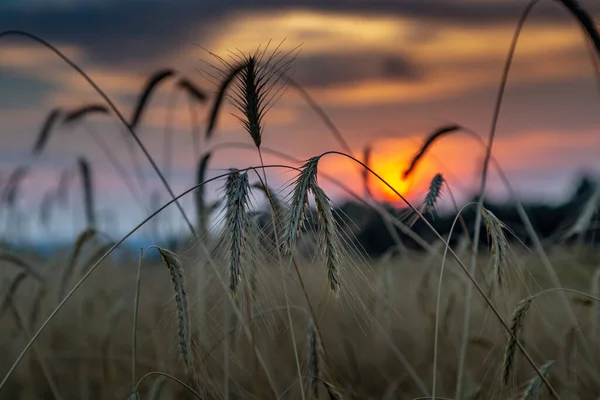 Sunset in the rye field — Stock Photo, Image