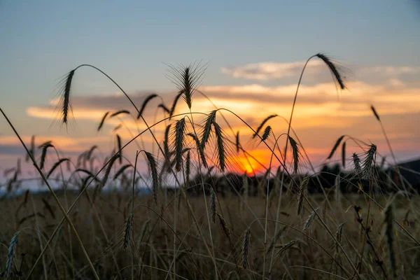 Pôr do sol no campo de centeio — Fotografia de Stock