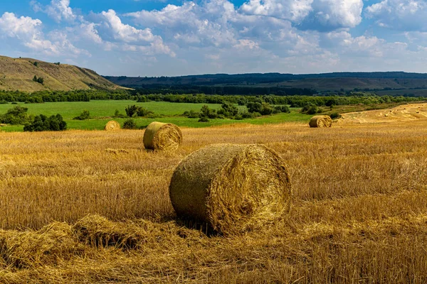 Fardos de heno fresco en el campo de rastrojos agricultura bajo el cielo azul esponjoso — Foto de Stock