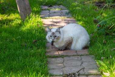 Kedi, ağzında fare yakalar.