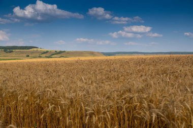 Olgun buğday dikenli tarla. Yüksek kalite fotoğraf