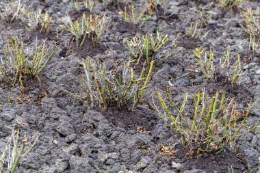 Kış için kesilmiş gül çalıları