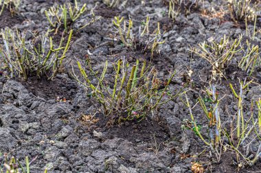 Kış için kesilmiş gül çalıları