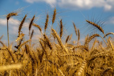 Olgun buğday dikenli tarla