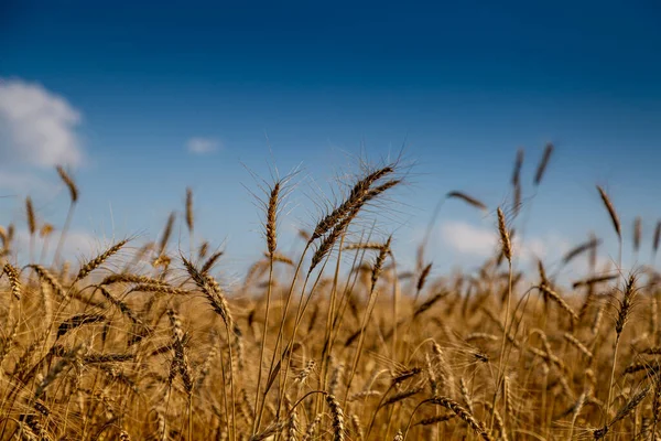 Campo con spighe di grano maturo — Foto Stock