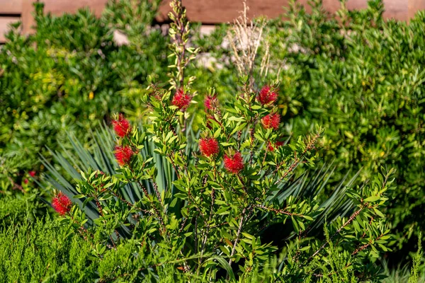 Bloeiende Flesborstel Plant Callistemon citrinus. Rode pluizige bloemenkoppen op de groenblijvende struik — Stockfoto