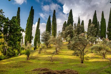 Yazın Yeni Athos yakınlarında Abhazya 'da doğa 