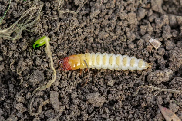 Larva of Zabrus tenebrioides Goeze is a species of black ground beetle Carabidae — Stock Photo, Image