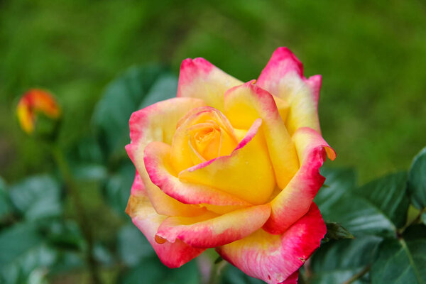 Close-up of garden rose Pullman Orient Express