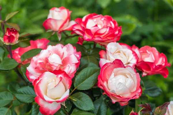 Zbliżenie Nostalgias hybrydowa herbata róża w ogrodzie — Zdjęcie stockowe