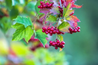 Sonbaharda ağaçta kırmızı viburnum üzümü