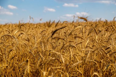 Olgun buğday dalları ile altın tarla