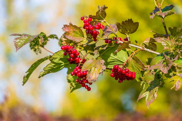 Красные ягоды вибурнума на дереве осенью — стоковое фото