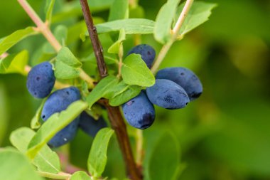 Olgun hanımeli böğürtlenleri bir dala asılı
