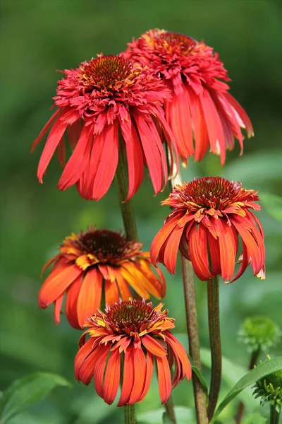 에치나 소스 (Echinacea) 데워진 파 파파야 꽃 머리 — 스톡 사진