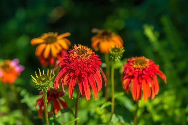 Bir Echinacea 'nın yakın çekimi Sıcak Papaya çiçek başı