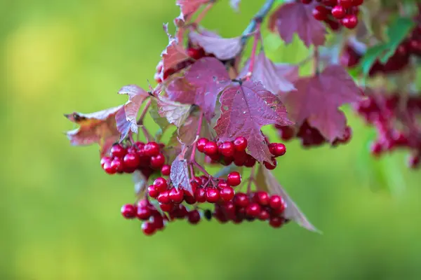 Красные ягоды вибурнума на дереве осенью — стоковое фото