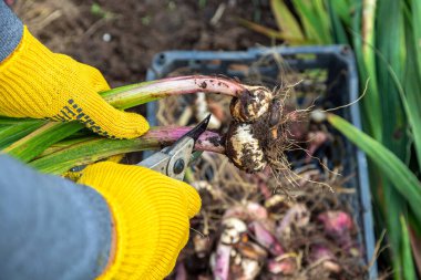 Bahçe budama makası sarıdır. Eldivenli eller. Topraksız gladioli ampulü