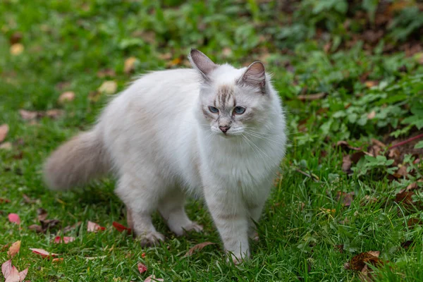 Imagem de um gato nevsky masquerade em um jardim foto stock — Fotografia de Stock