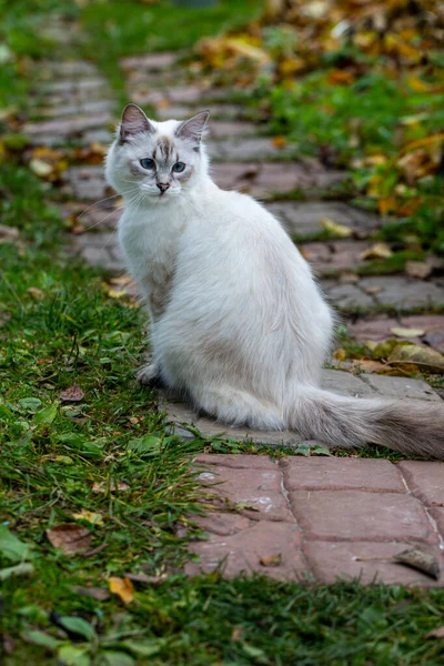 Imagem de um gato nevsky masquerade em um jardim foto stock — Fotografia de Stock