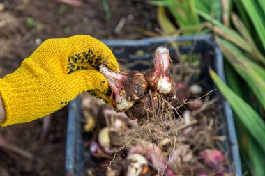 Bahçe budama makası sarıdır. Eldivenli eller. Topraksız gladioli ampulü