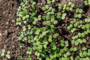 Organik gübre için yetişen hardal filizleri yeşil gübre...