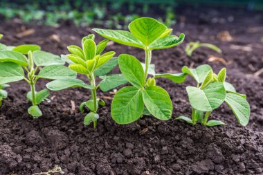 Baharda tarlada taze yeşil soya bitkileri. Sıralar dolusu taze soya fasulyesi. 