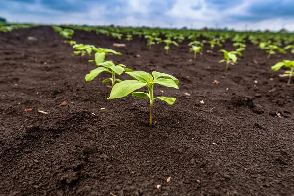 Un primo piano di un germoglio di germogli di girasole illuminati dal sole pomeridiano su terreno nero fertile. Concetto agro cultura. — Foto Stock