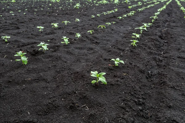Un primo piano di un germoglio di germogli di girasole illuminati dal sole pomeridiano su terreno nero fertile. Concetto agro cultura. — Foto Stock