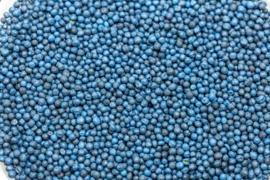 Makro. Laboratuvardaki bir petri kabında işlenmiş mavi kolza tohumu tohumları.