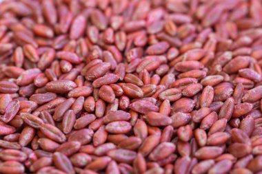 Buğday tohumları, kırmızı tohum soslu tahıl tohumları ya da tohum tedavisi