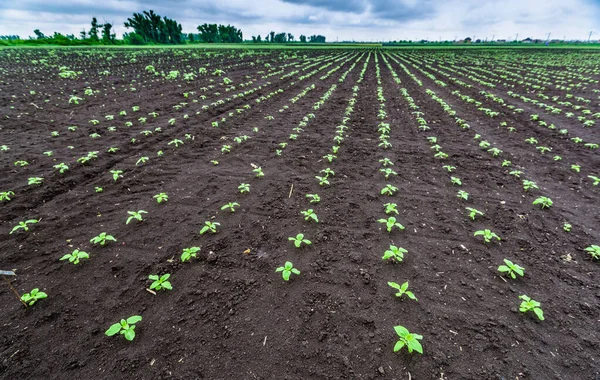 Un primo piano di un germoglio di germogli di girasole illuminati dal sole pomeridiano su terreno nero fertile. Concetto agro cultura. — Foto Stock