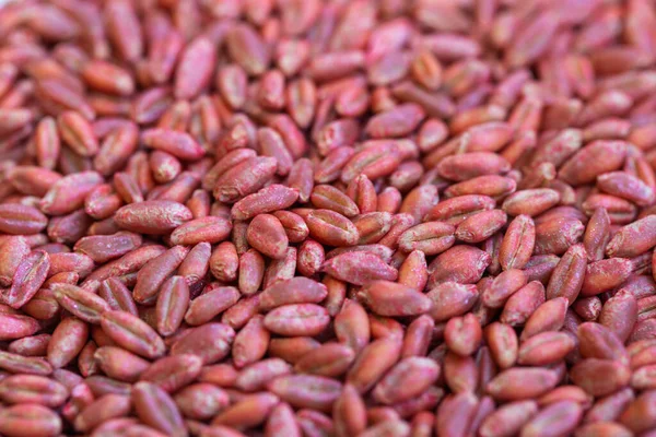 Wheat seeds, cereal seeds with red seed dressing or seed treatment