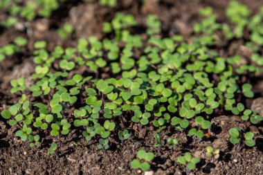 Organik gübre için yetişen hardal filizleri yeşil gübre...