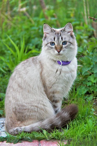 Imagem de um gato nevsky masquerade em um jardim foto stock — Fotografia de Stock