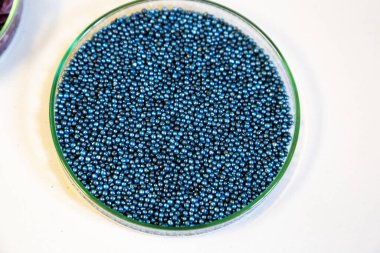 Makro. Laboratuvardaki bir petri kabında işlenmiş mavi kolza tohumu tohumları.