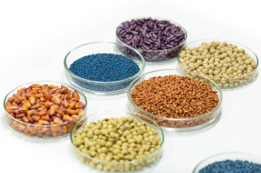 Laboratuvardaki petri kabında renkli böcek ilacı, ayçiçeği, buğday, bezelye, soya ve mısır tohumları.