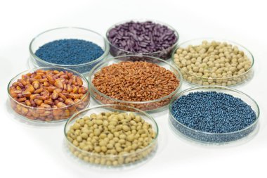 Laboratuvardaki petri kabında renkli böcek ilacı, ayçiçeği, buğday, bezelye, soya ve mısır tohumları.