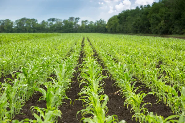 Campo verde de milho jovem com linhas limpas — Fotografia de Stock