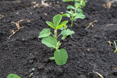 Baharda tarlada taze yeşil soya bitkileri. Sıralar dolusu taze soya fasulyesi. 