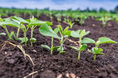 Baharda tarlada taze yeşil soya bitkileri. Sıralar dolusu taze soya fasulyesi. 