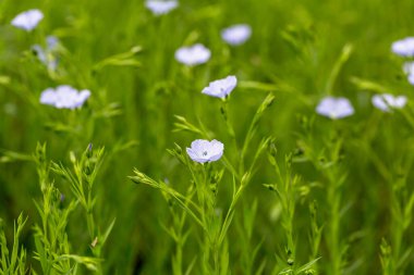 Keten çiçekleri. Yazın güneşli bir günde yeşil keten tarlası. Tarım, keten yetiştirme.. 