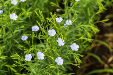 Keten çiçekleri. Yazın güneşli bir günde yeşil keten tarlası. Tarım, keten yetiştirme.. 