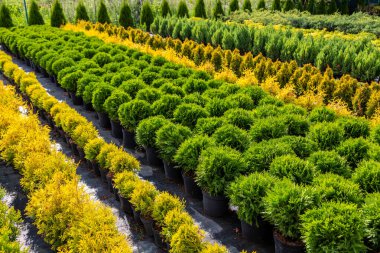 Bitkilerin satışı için bahçe dükkanı. Burada birçok çeşit yeşil bitki satın alabilirsiniz: çeşitli çiçekler, köknar, ladin.