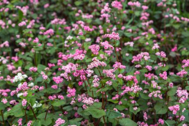 Tarlada kırmızı karabuğday çiçekleri. Kahrolası karabuğday. Güneşli bir yaz gününde karabuğday tarlası. 