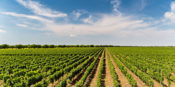 Корни зеленой лозы на винограднике в сельской местности Молдовы